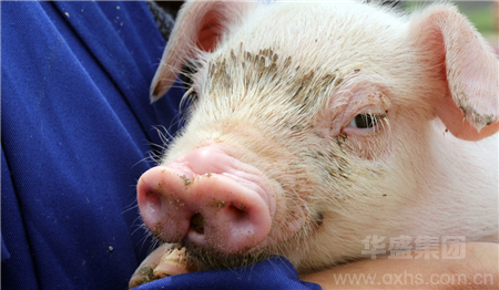 农业农村部：对猪场进行救助补贴，稳定生猪产能