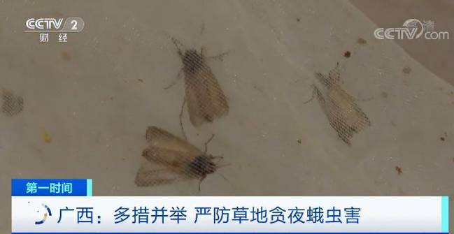 30小时飞行1000公里！这些害虫侵袭多地